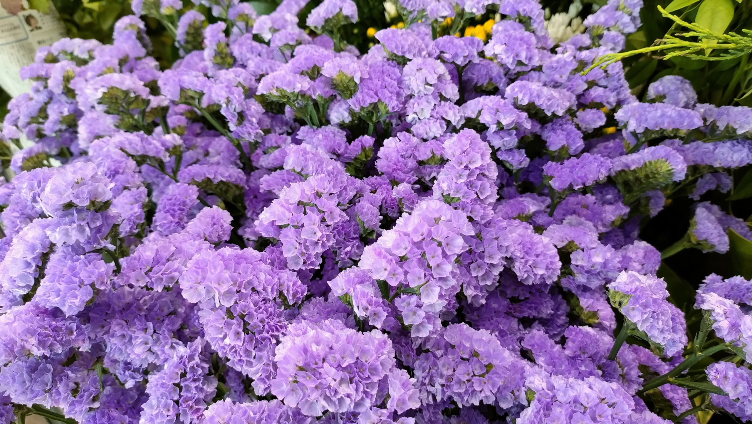 紫色のスターチス
